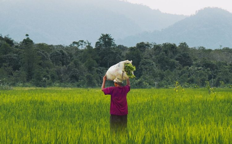  Menghadapi Risiko Bencana di Sektor Pertanian: Urgensi Asuransi bagi Program Ketahanan Pangan Nasional