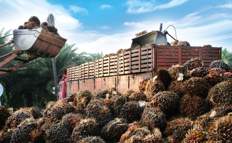 Hilirisasi Industri Sawit: Tantangan Risiko dan Strategi Perlindungan Asuransi yang Tepat