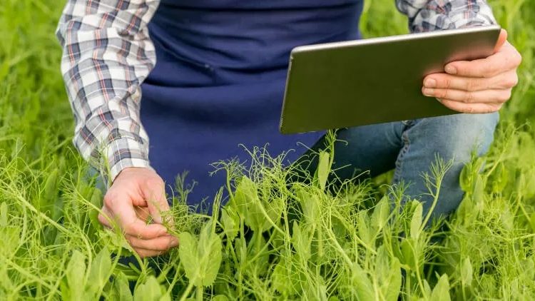 Inovasi Asuransi Parametrik untuk Sektor Pertanian: Solusi Masa Depan Ketahanan Pangan Nasional