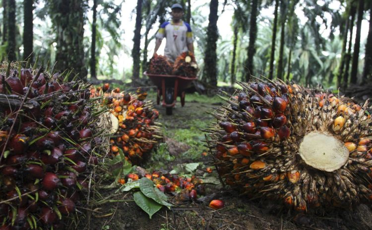 Asuransi dan Risiko dalam Pengolahan TBS Sawit: Perlindungan Optimal untuk Pabrik Mini hingga PKS Skala Besar