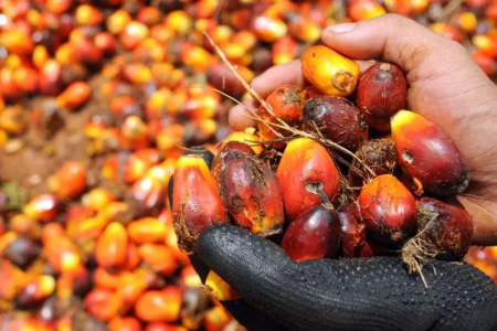 Bagaimana Sebuah Pabrik CPO di Kalimantan Nyaris Bangkrut Karena Tidak Punya Business Interruption Insurance